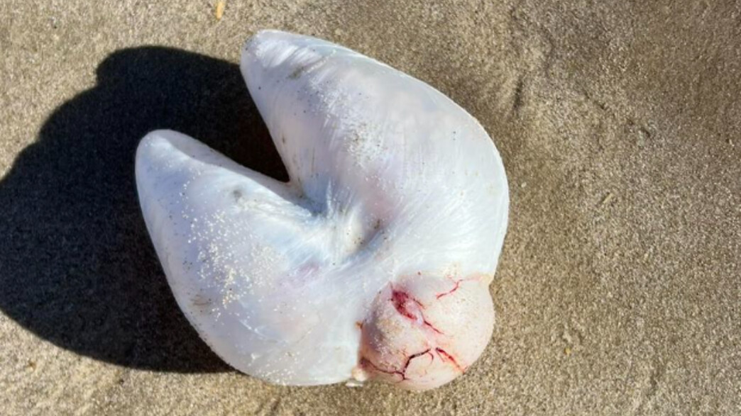 השלפוחית שנמצאה בחוף באוסטרליה (צילום: מתוך הרשתות החברתיות לפי סעיף 27א' לחוק זכויות יוצרים)