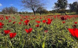 דרום אדום (צילום: אריאלה אפללו)