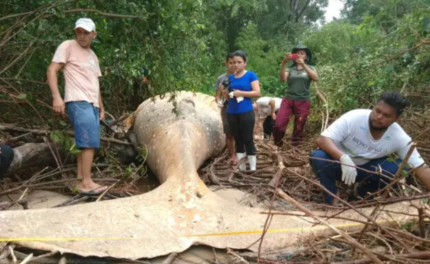 פגר של לווייתן גדול-סנפיר ביער הגשם באמזונס (צילום: מתוך הרשתות החברתיות לפי סעיף 27א' לחוק זכויות יוצרים)