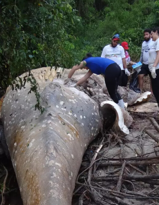 פגר של לווייתן גדול-סנפיר ביער הגשם באמזונס (צילום: מתוך הרשתות החברתיות לפי סעיף 27א' לחוק זכויות יוצרים)
