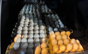 ביצים שהוברחו לישראל