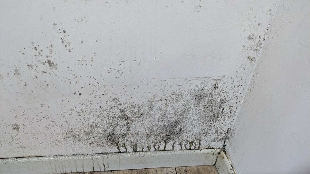 עובש על קיר עובש על קיר