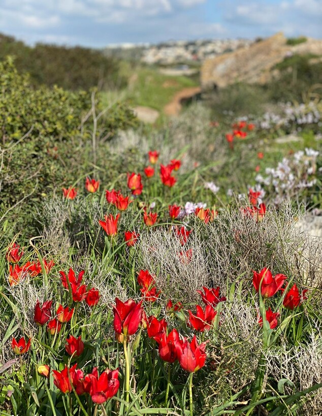 גבעת הפריחה מעגן מיכאל מעין צבי - צבעונים (צילום: מירב טלמור-קשי)