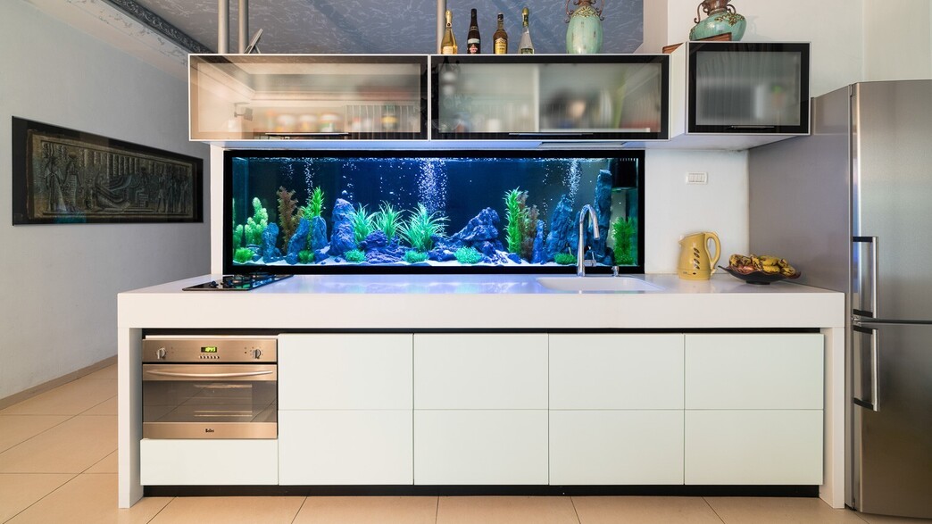 אקווריום ביצוע אקווה מלח