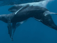 הלוויתנים הזכרים נצפו ליד הוואי בינואר 2022 (צילום: Lyle Krannichfeld and Brandi Romano)