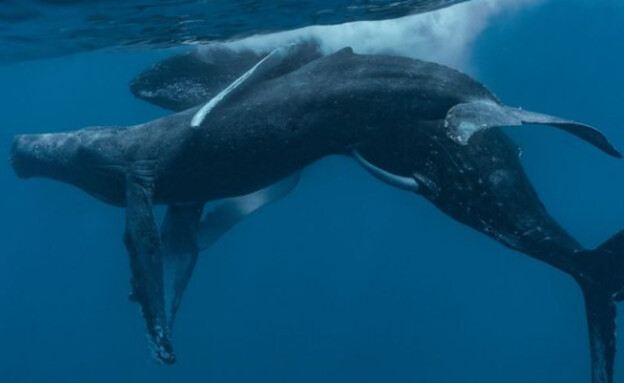 הלוויתנים הזכרים נצפו ליד הוואי בינואר 2022 (צילום: Lyle Krannichfeld and Brandi Romano)