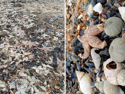 "תושבי האזור מתבקשים לא לגעת בבעלי החיים": אלפי כוכבי ים נשטפו לחוף באנגליה
