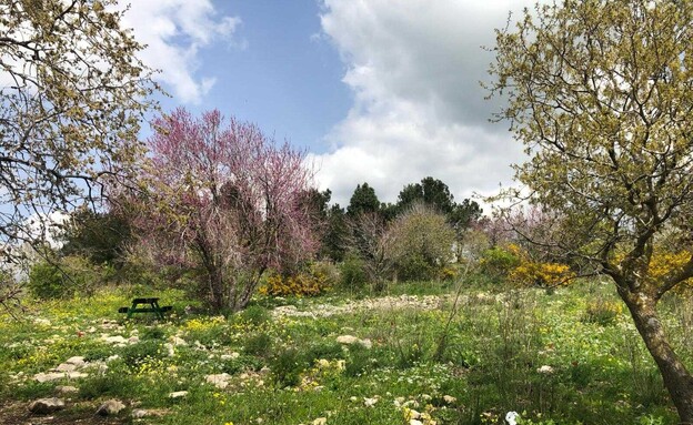 יער חגית (צילום: מירב טלמור-קשי)