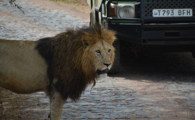 אריה ליד הג׳יפ (צילום: עמרי קשי)