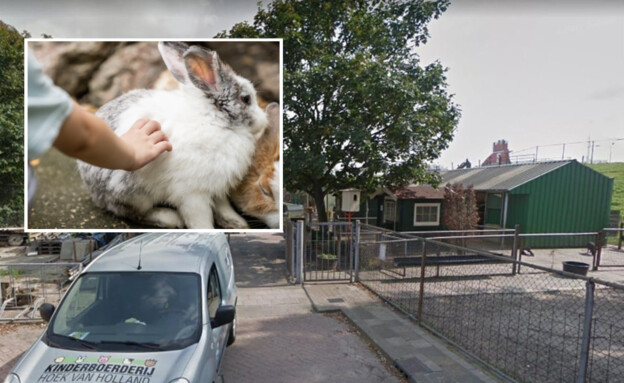Massacre at a petting zoo in Netherlands: 9-year-old kills 11 rabbits and voles by strangling
