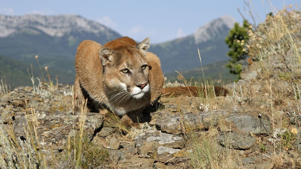 פומה בערבות קליפורניה, ארכיון