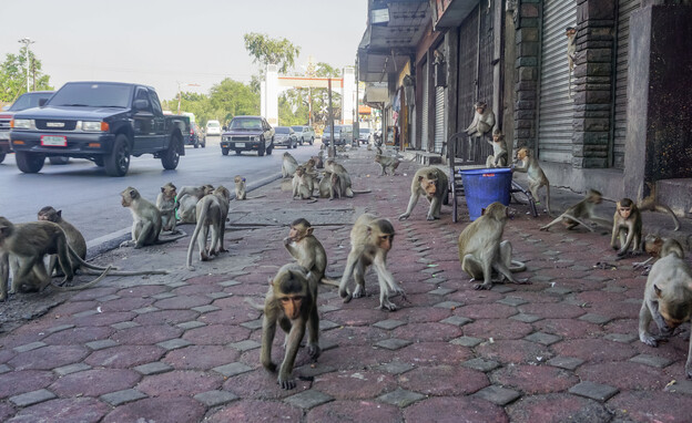 קופים בלופבורי (צילום: paha1205)