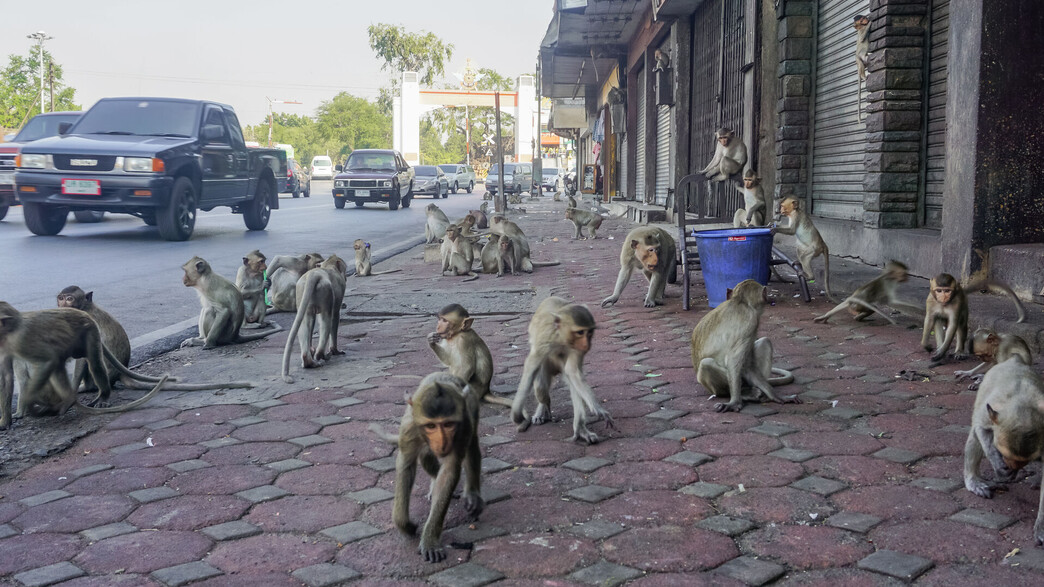 קופים בלופבורי (צילום: paha1205)