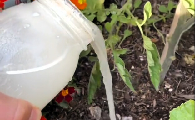 מי אורז להשקיית צמחים (צילום: tiktok)