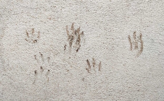 כתמים על קיר מבעלי חיים (צילום: Peungnoi, SHUTTERSTOCK)