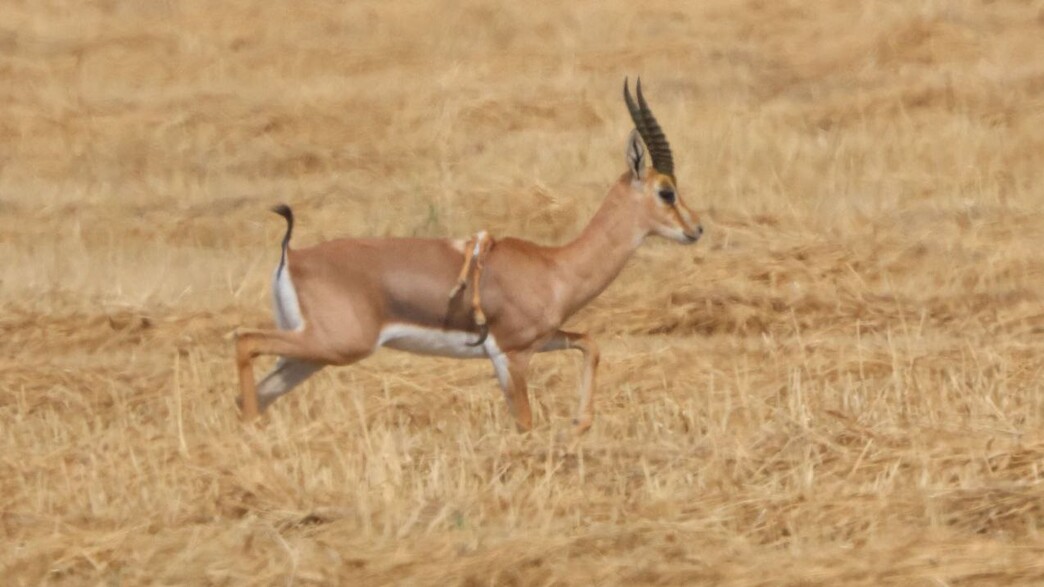 תיעוד נדיר: צבי ארץ ישראלי בעל 6 רגליים