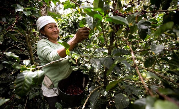 נספרסו, פעילות מול 150,000 חקלאי קפה ב-18 מדינות (צילום: יח