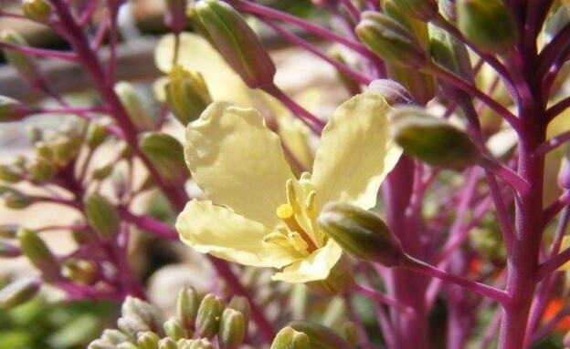 משתלת סלונר פרחי מאכל, פריחת כרוב הגינה (צילום: לירון קריגר)