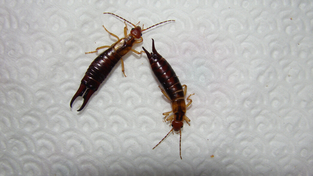 צבתן, צבתנים, צבתנאים צבתן, צבתנים, צבתנאים