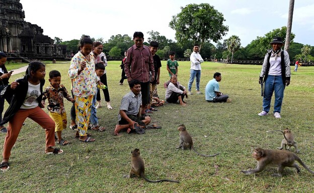 אנגקור וואט קמבודיה תיירים קופים (צילום: TANG CHHIN SOTHY )