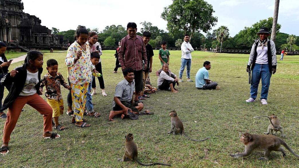 אנגקור וואט קמבודיה תיירים קופים (צילום: TANG CHHIN SOTHY )