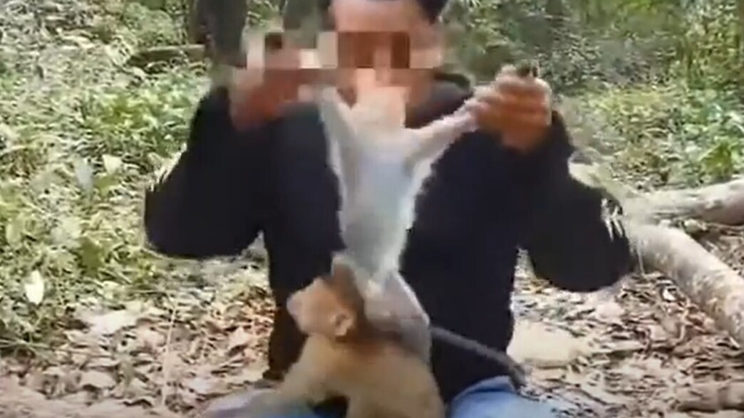 קמבודיה התעללות בקופים