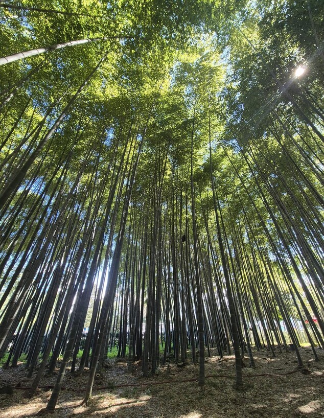 יער במבוקים (צילום: מירב טלמור-קשי)