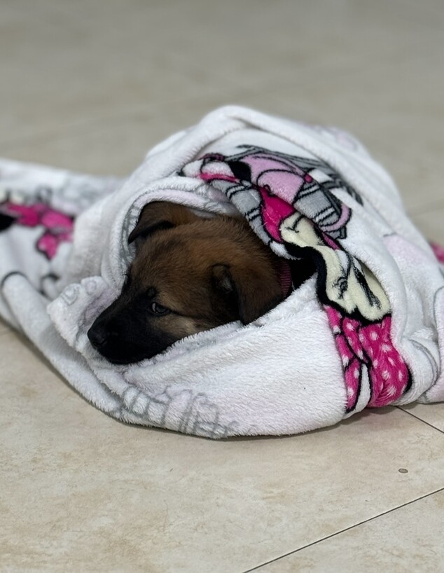 הכלבה של ספיר בורגיל שמתה (צילום: instagram)