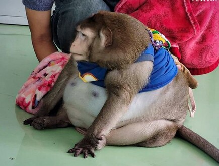 טרגדיה בתאילנד: הקוף האהוב "גודזילה" מת מסיבוכים של השמנת יתר