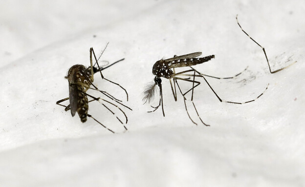יתושים נגיף קדחת הדנגי (צילום: PATRICK KOVARIK, getty images)