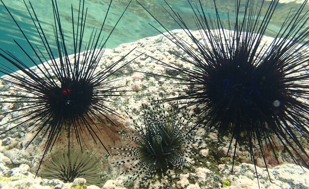 ארבעה מיני קיפודי ים בריאים באי ראוניון (צילום: אוניברסיטת תל אביב)
