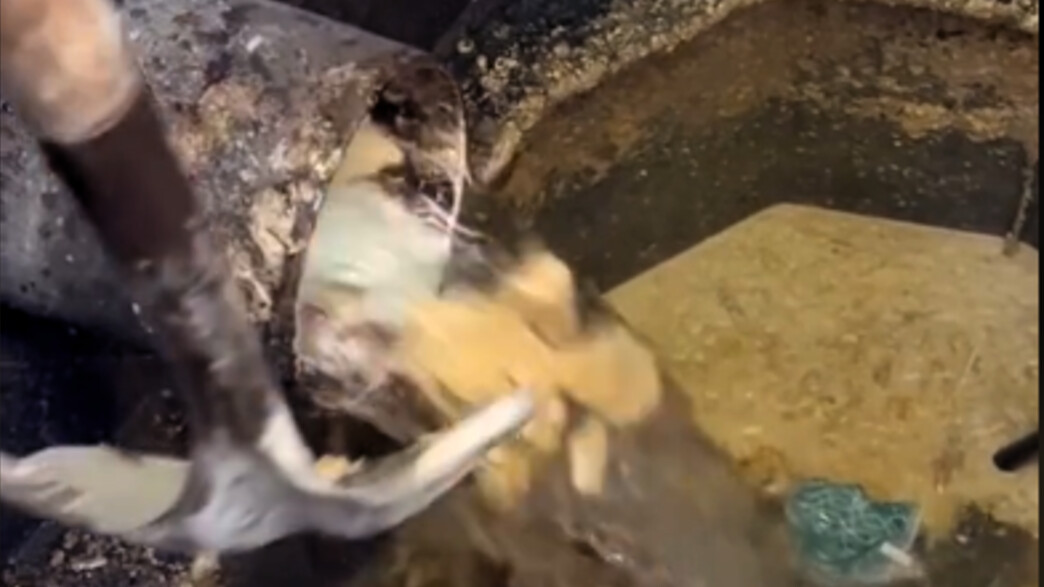 צינור ביוב סתום מהצטברות שומן, שמן בביוב צינור ביוב סתום מהצטברות שומן, שמן בביוב