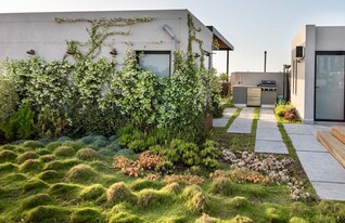 דשא גבשושיות כרכום עיצוב נוף - 1 (צילום: גלעד רדט)