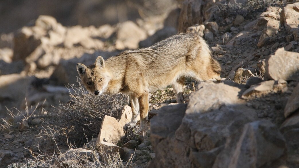 תן זהוב בתל ערד