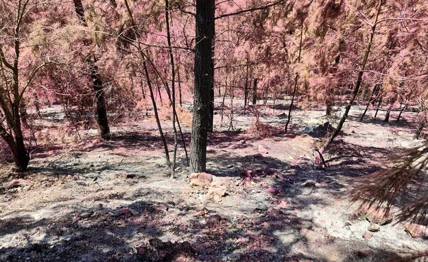 יער ביריה השרוף (צילום: עובדי ויערני קק"ל)