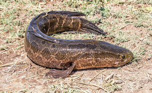 ראשנחש (צילום: Vladimir Konstantinov, Shutterstock)
