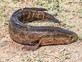 ראשנחש (צילום: Vladimir Konstantinov, Shutterstock)
