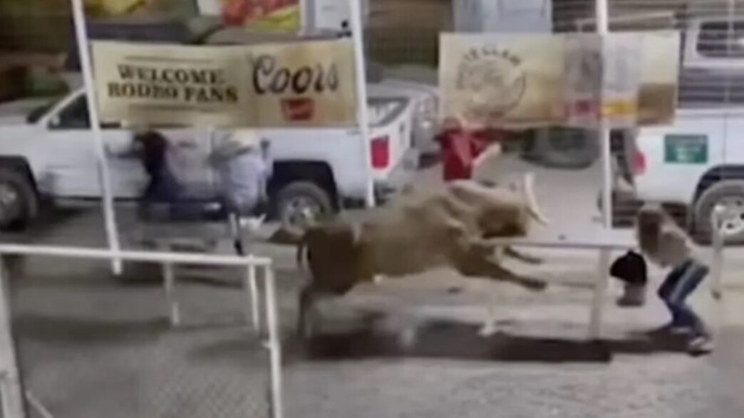 תיעוד התקיפה של השור תיעוד התקיפה של השור