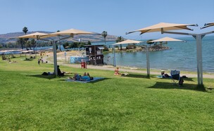 צמח (צילום: אורלי גנוסר)