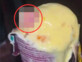 הודו: אכל גלידה בהנאה - וגילה אצבע של בן אדם באריזה