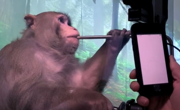 קוף שנערך בו ניסוי בחברת ניוראלינק (צילום: youtube\CNET Highlights)