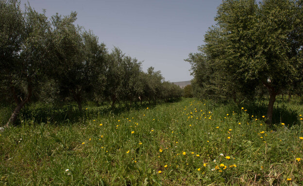 כרם זיתים בחקלאות אורגנית  (צילום: רז סימון, יחסי ציבור)