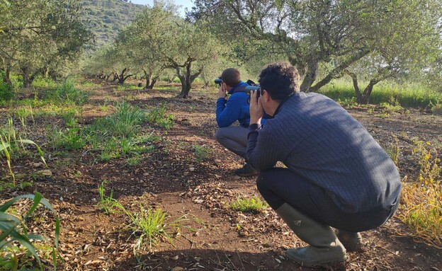 תצפית ציפורים במסגרת המחקר על כרמי הזיתים (צילום: רז סימון, יחסי ציבור)