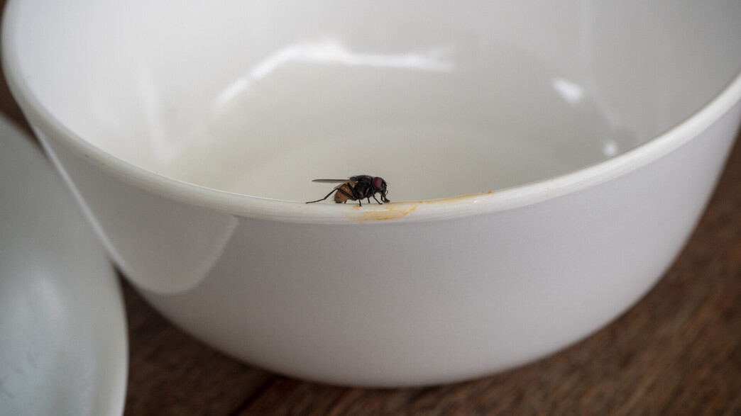 זבוב על קערה קטנה לבנה