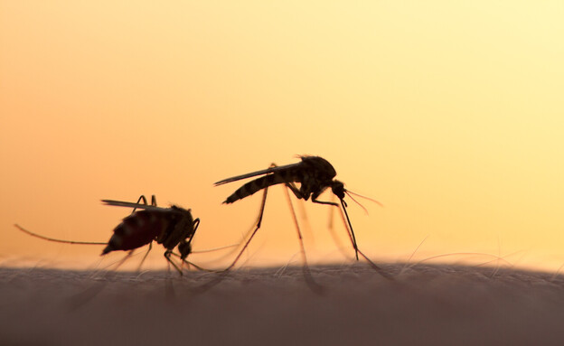 יתושים (צילום: 123rf)