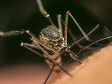 יתוש הנמר האסייתי (צילום: 123RF) יתוש הנמר האסייתי (צילום: 123RF)