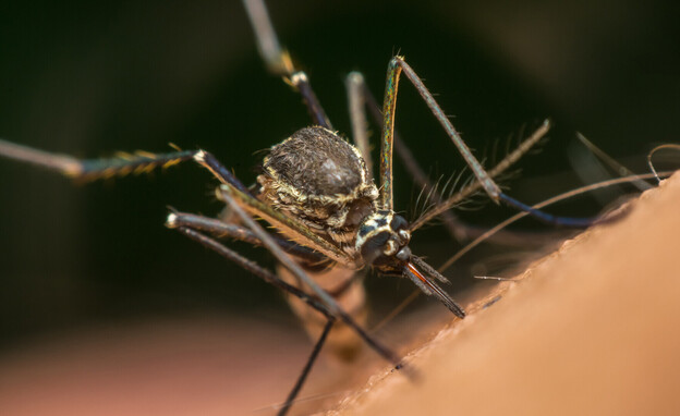 יתוש הנמר האסייתי (צילום: 123RF‏)