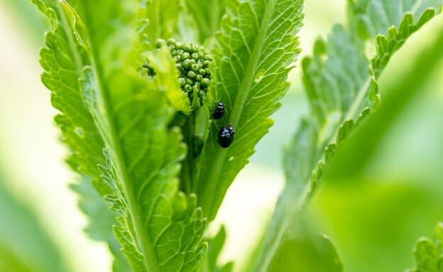 חיפושיות פרעושים, חיפושית הפרעוש, flea beetles (צילום: S.O.E, SHUTTERSTOCK)