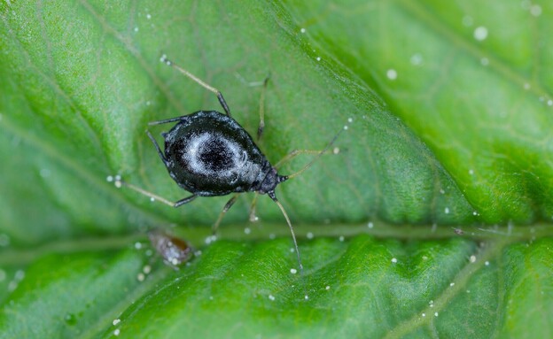 כנימה שחורה, כנימות שחורות, Black aphid (צילום: Tomasz Klejdysz, SHUTTERSTOCK)