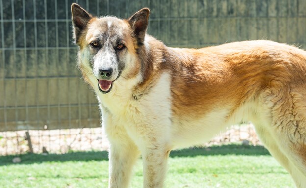 שבוע אימוץ-כלבים חדשים- דופון